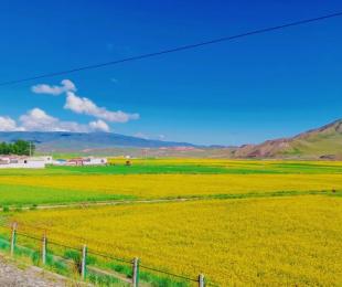 全省疫情防控工作电视电话会议召开 陈刚讲话